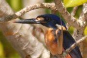 Azure Kingfisher (Ceyx azureus)